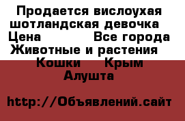 Продается вислоухая шотландская девочка › Цена ­ 8 500 - Все города Животные и растения » Кошки   . Крым,Алушта